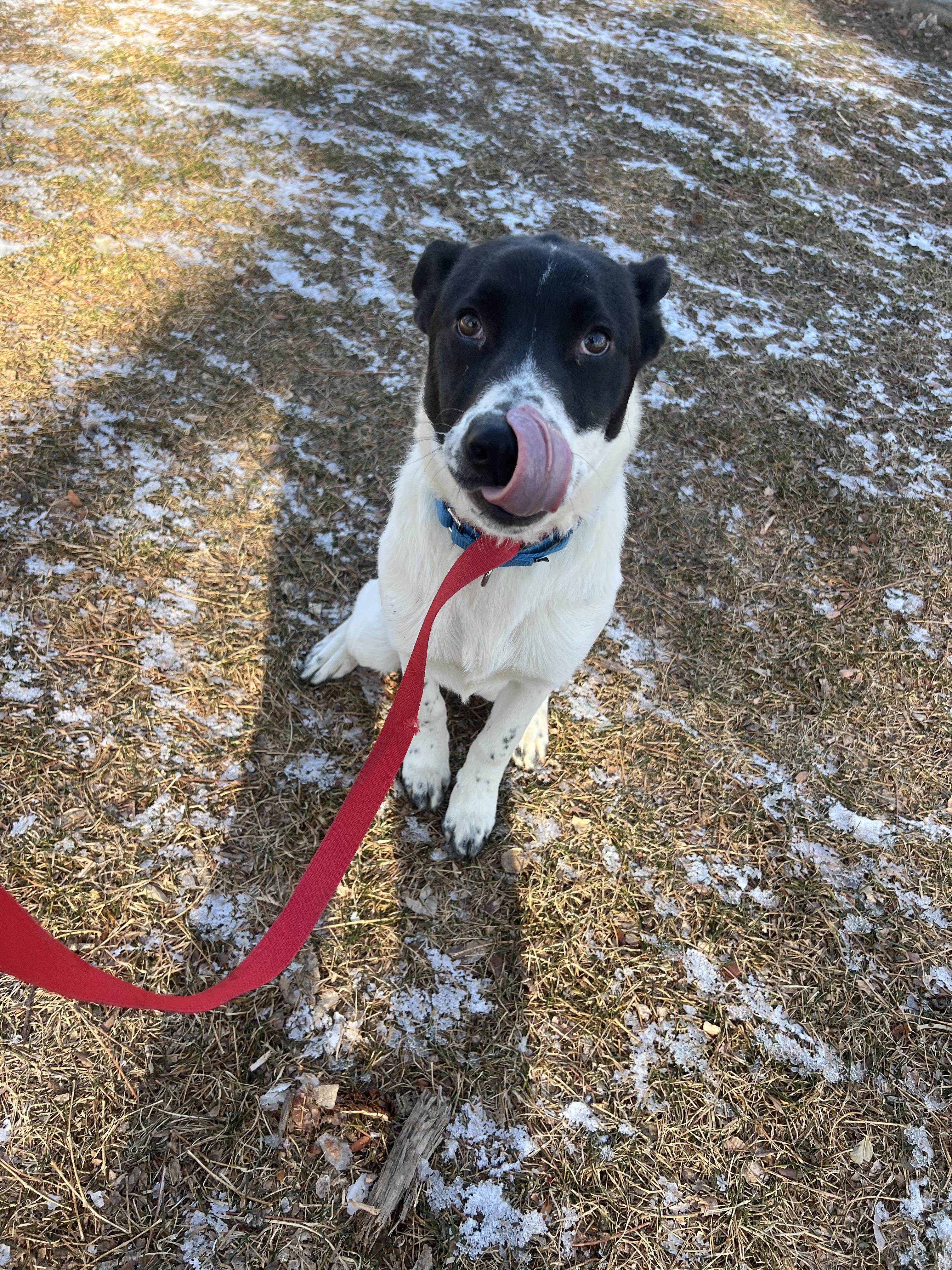 Charlie, a Adoptable mixed breed in Fort Collins, CO image 4/4