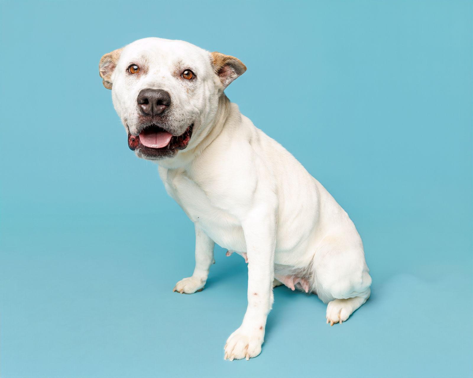 Nana Banana, Adoptable, Adult Female Mixed Breed.