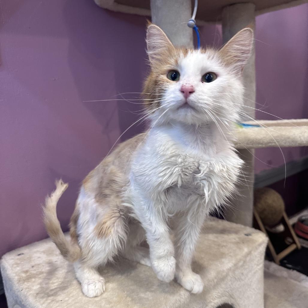 Enlarge Reba Cat Entire, a Adoptable Domestic Medium Hair in Branson, MO image 1/6