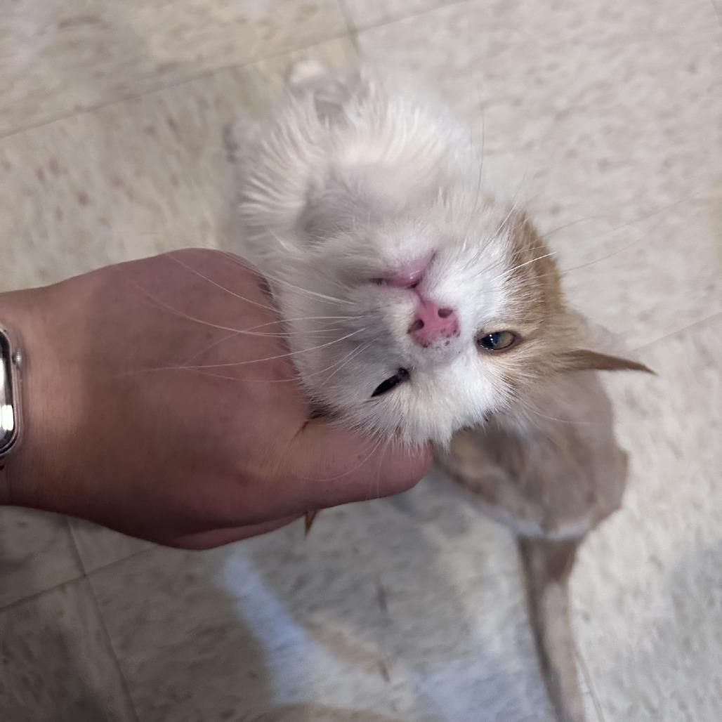 Enlarge Reba Cat Entire, a Adoptable Domestic Medium Hair in Branson, MO image 2/6