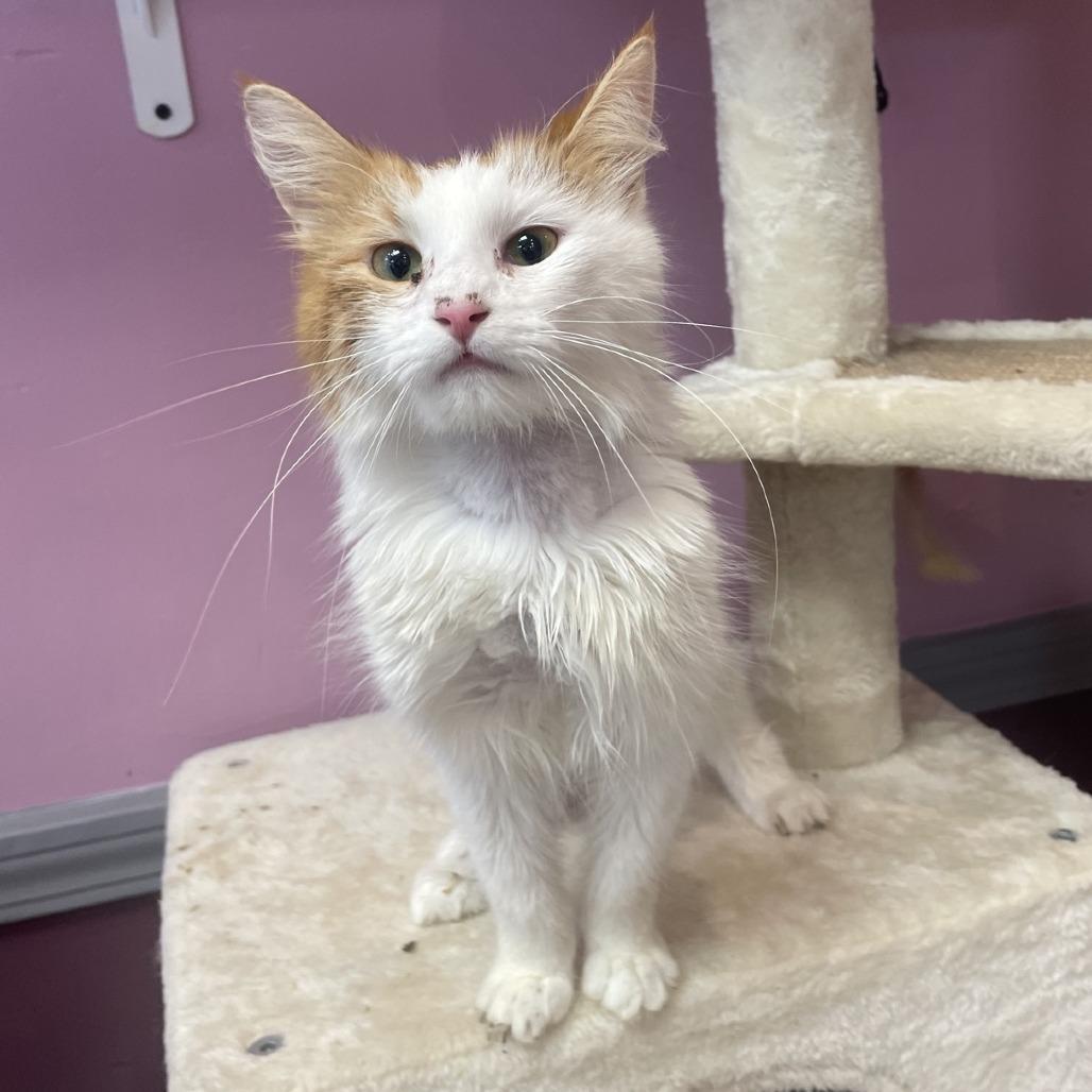Reba Cat Entire, Adoptable, Adult Female Domestic Medium Hair.