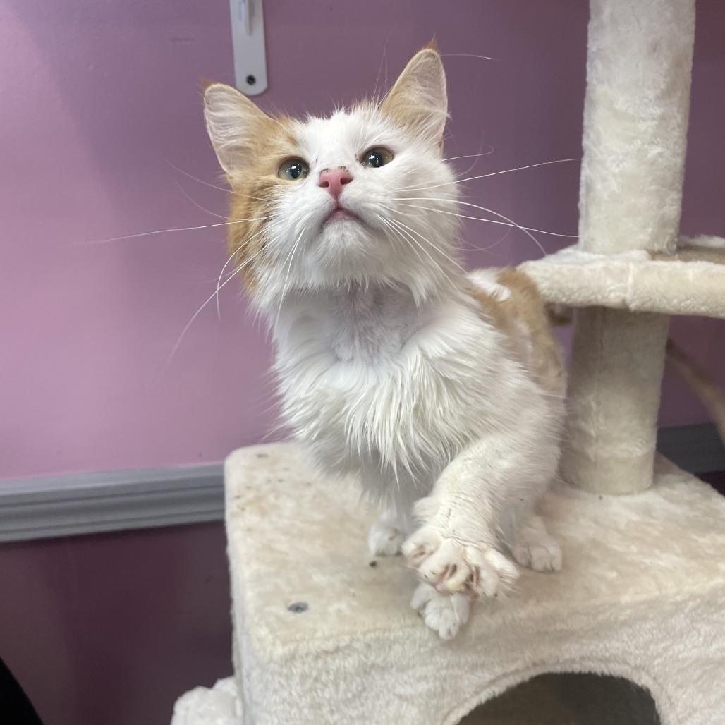 Enlarge Reba Cat Entire, a Adoptable Domestic Medium Hair in Branson, MO image 4/6