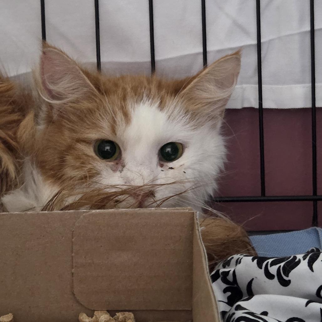 Reba Cat Entire, a Adoptable Domestic Medium Hair in Branson, MO image 1/2