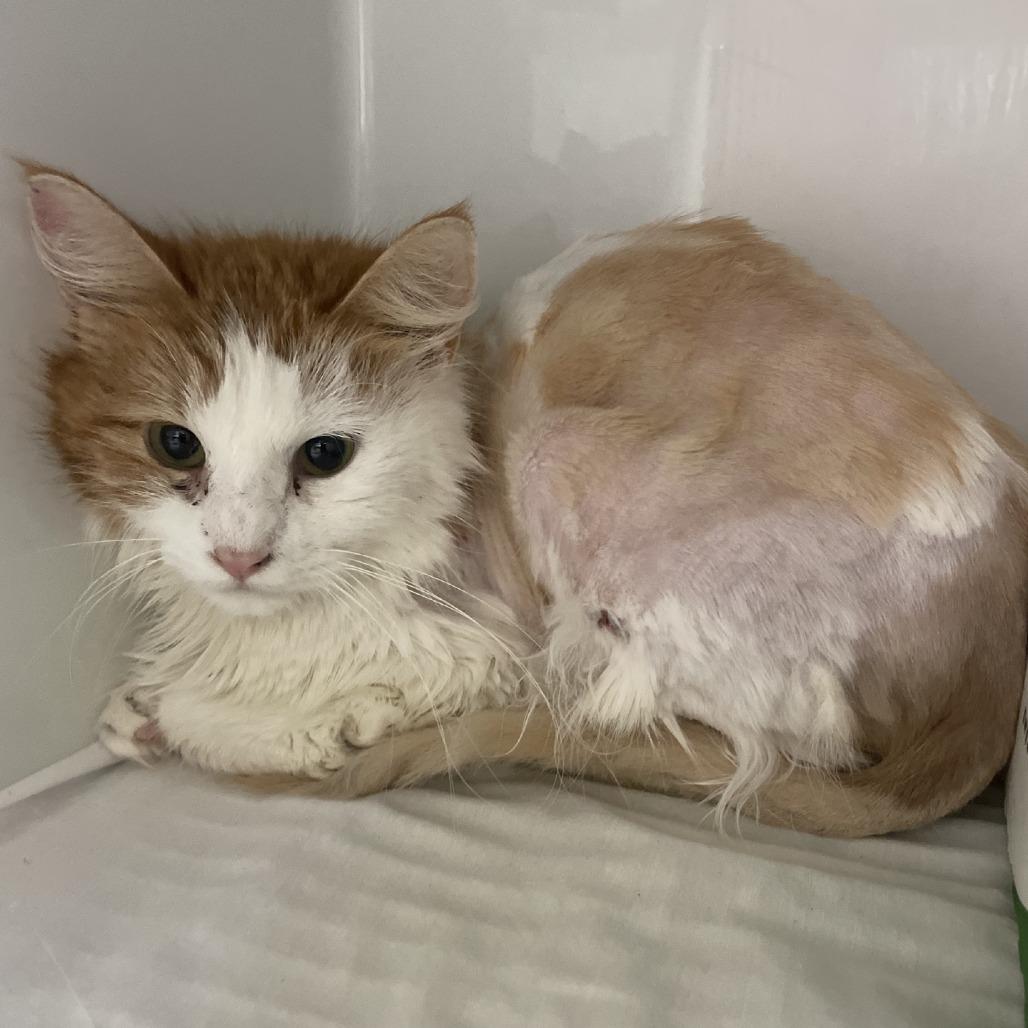 Reba Cat Entire, a Adoptable Domestic Medium Hair in Branson, MO image 2/2