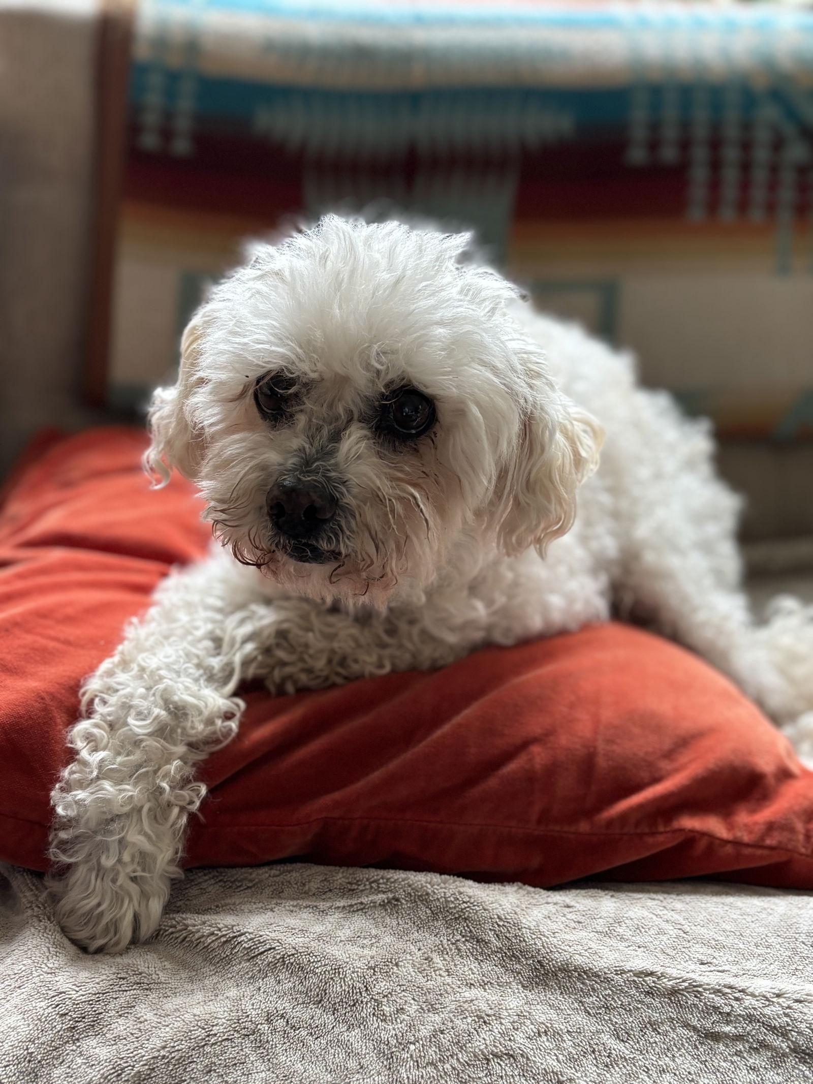 Teddy Bear Peter Poodle, a Adoptable Poodle in Portland, OR image 3/3