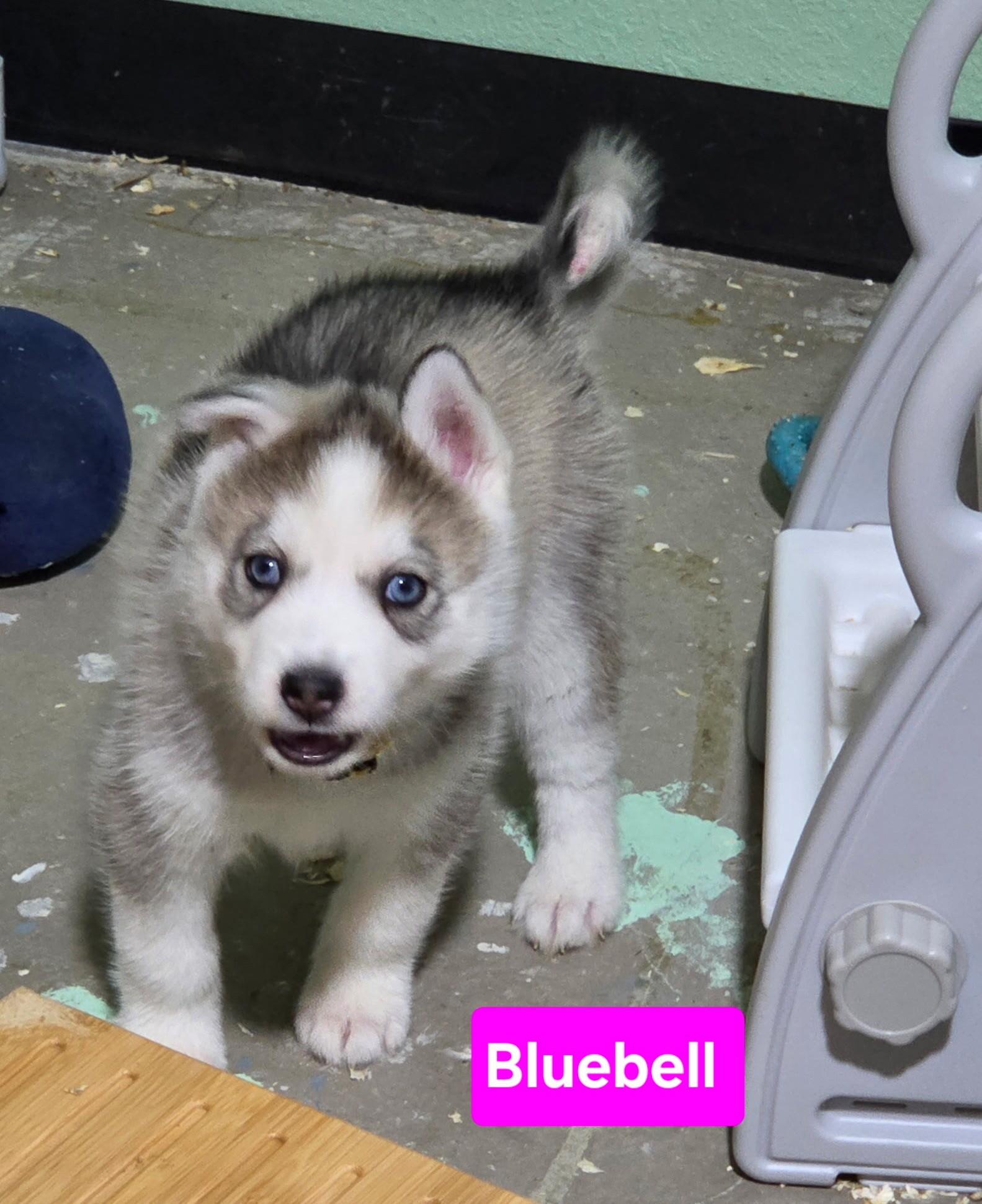 Enlarge Bluebell, a Adoptable Siberian Husky in Cottonwood Heights, UT image 4/6