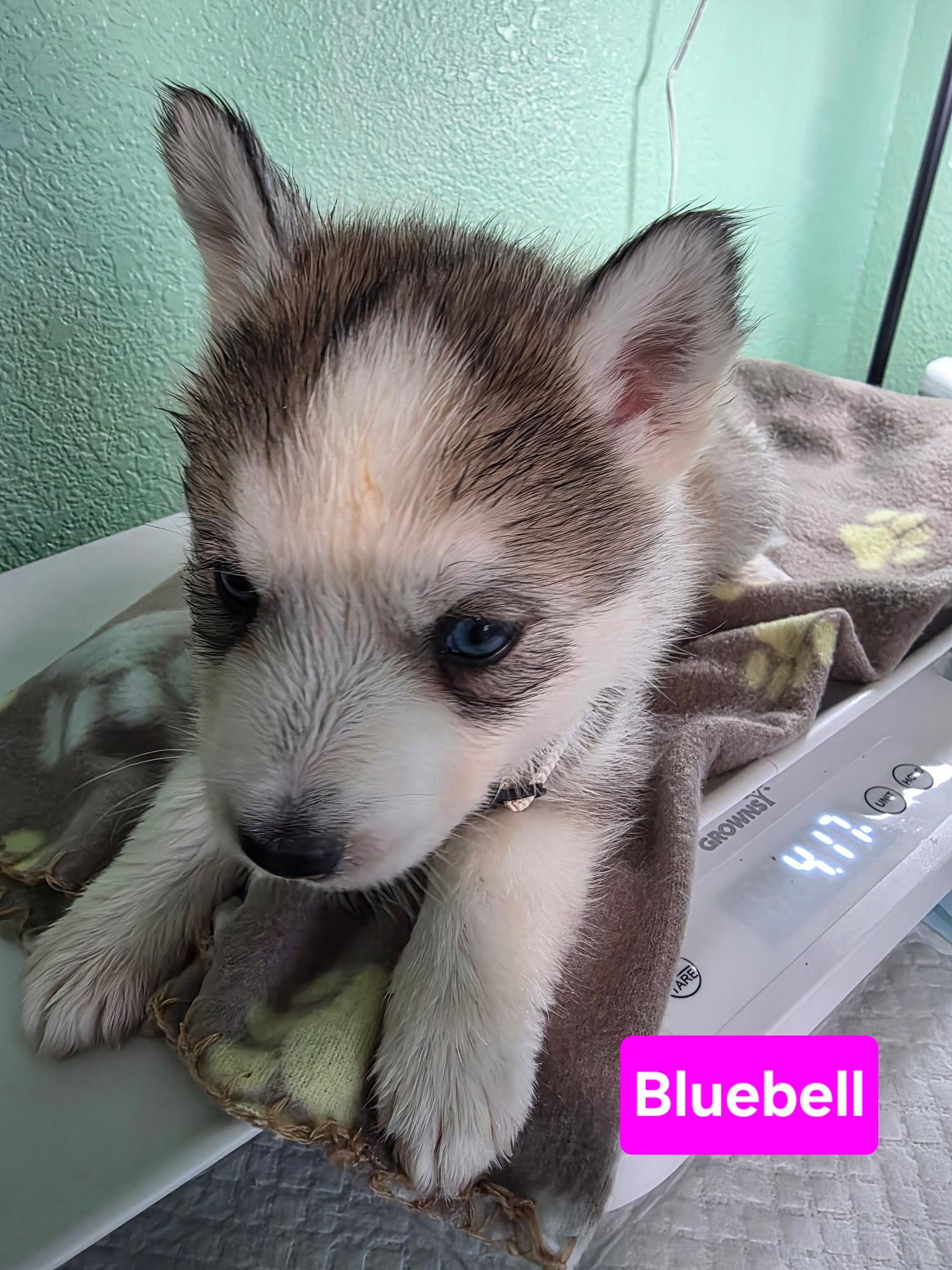 Enlarge Bluebell, a Adoptable Siberian Husky in Cottonwood Heights, UT image 6/6
