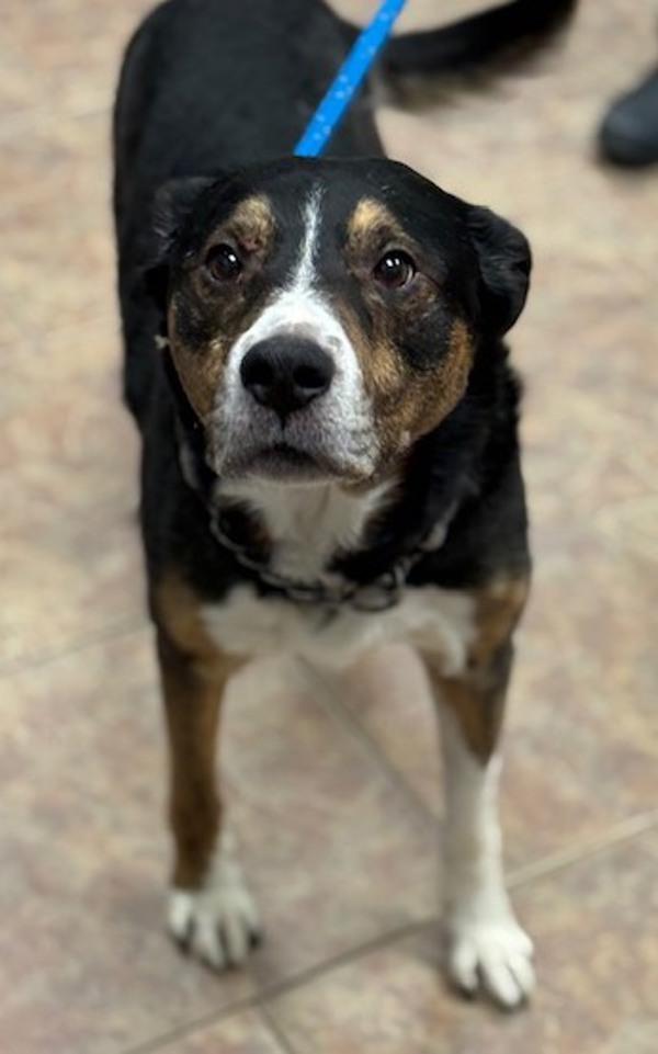 Wayne, Adoptable, Adult Male Hound.