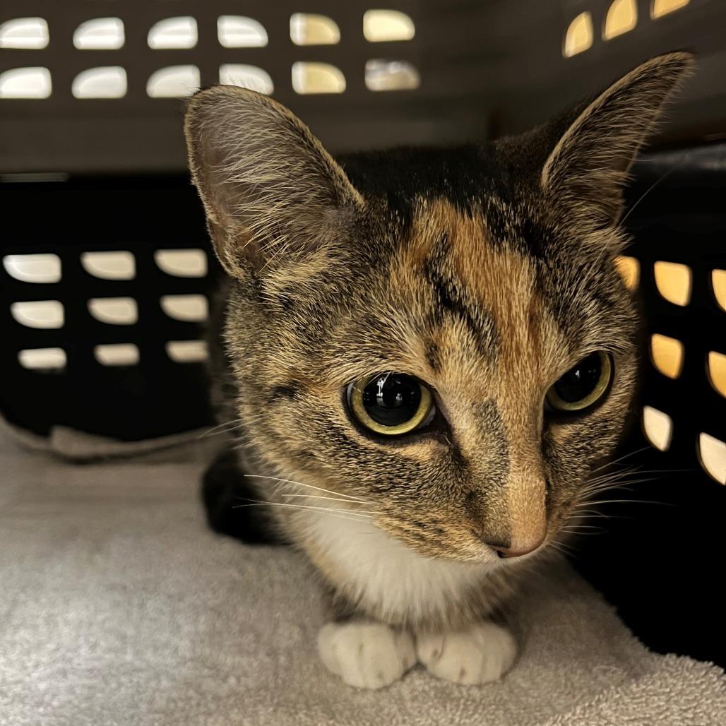 Lola, Adoptable, Adult Female Domestic Short Hair.