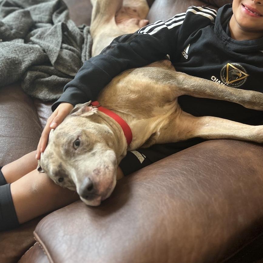 Lainey, Adoptable, Adult Female Mixed Breed & Mixed Breed.