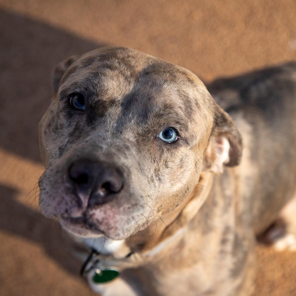 Enlarge Lainey, a Adoptable mixed breed in Fredericksburg, VA image 1/6