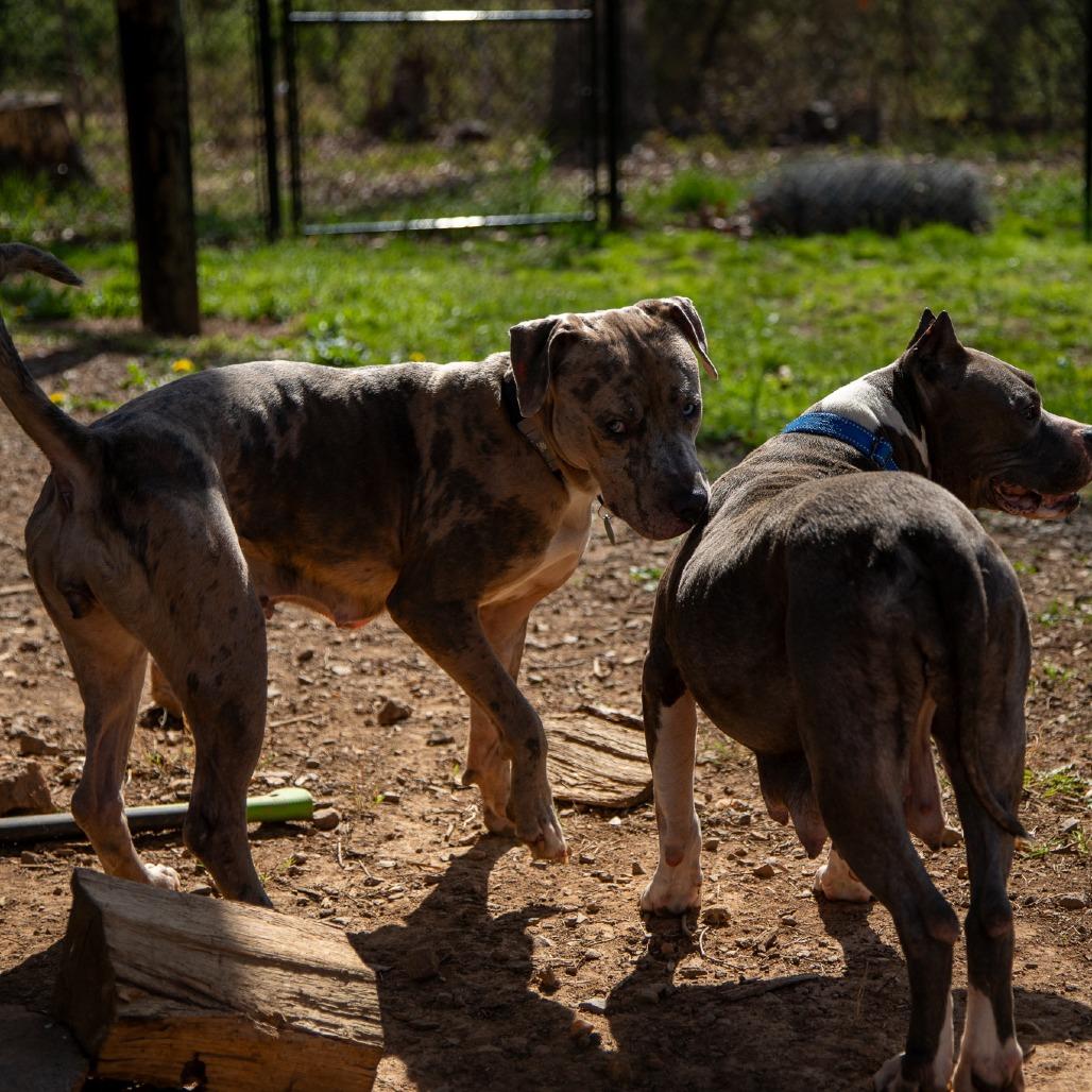 Enlarge Lainey, a Adoptable mixed breed in Fredericksburg, VA image 2/6