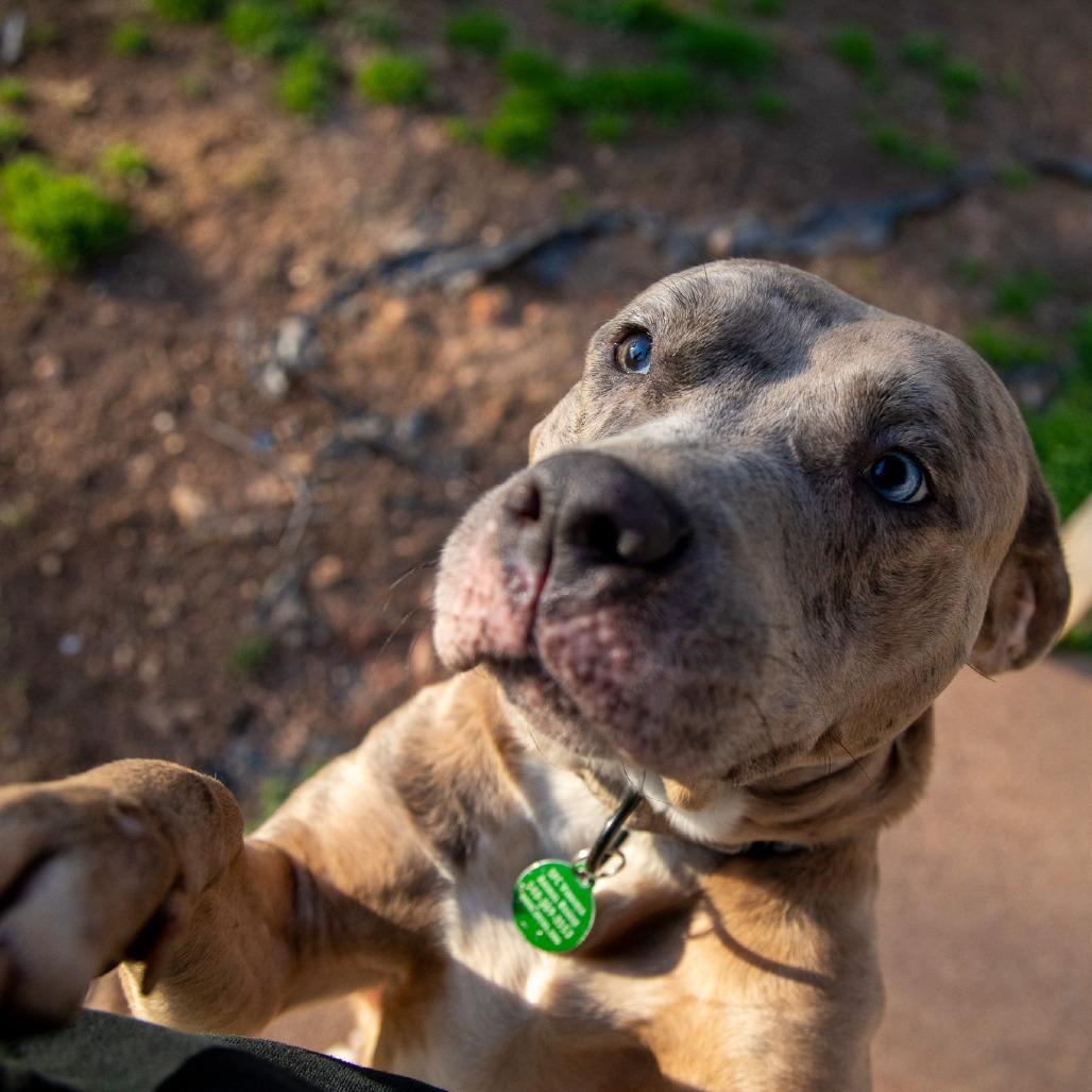 Enlarge Lainey, a Adoptable mixed breed in Fredericksburg, VA image 3/6