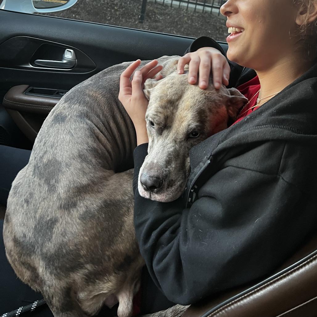 Lainey, a Adoptable mixed breed in Fredericksburg, VA image 2/6