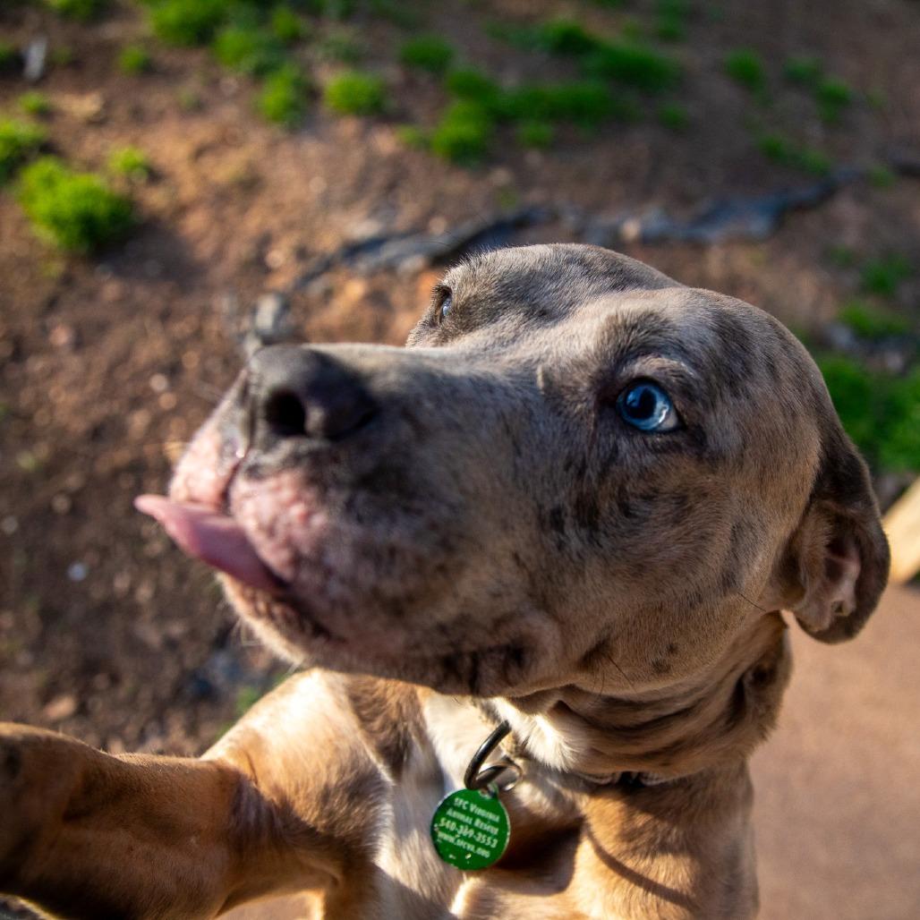 Enlarge Lainey, a Adoptable mixed breed in Fredericksburg, VA image 4/6