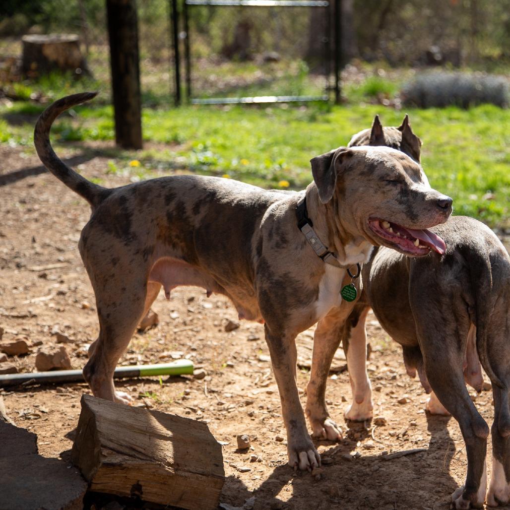 Enlarge Lainey, a Adoptable mixed breed in Fredericksburg, VA image 5/6