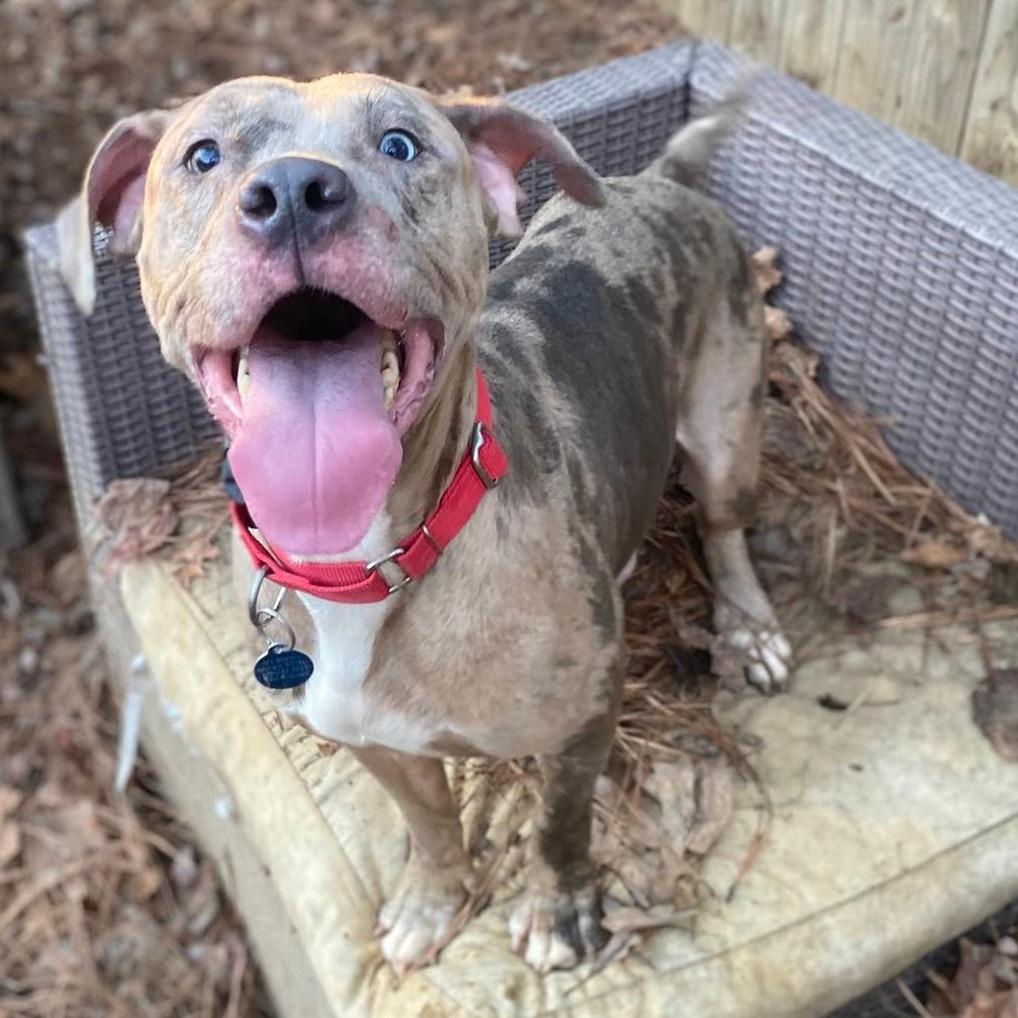 Lainey, a Adoptable mixed breed in Fredericksburg, VA image 3/6