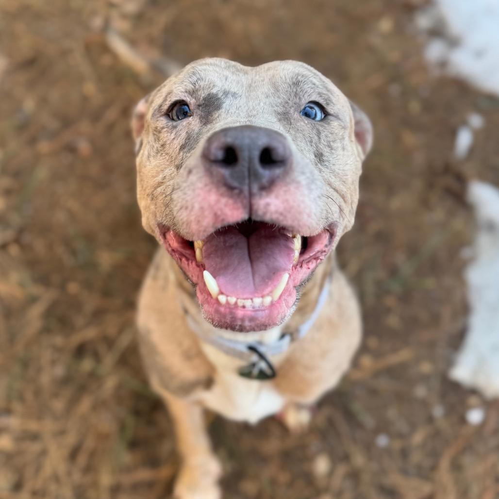 Lainey, a Adoptable mixed breed in Fredericksburg, VA image 4/6