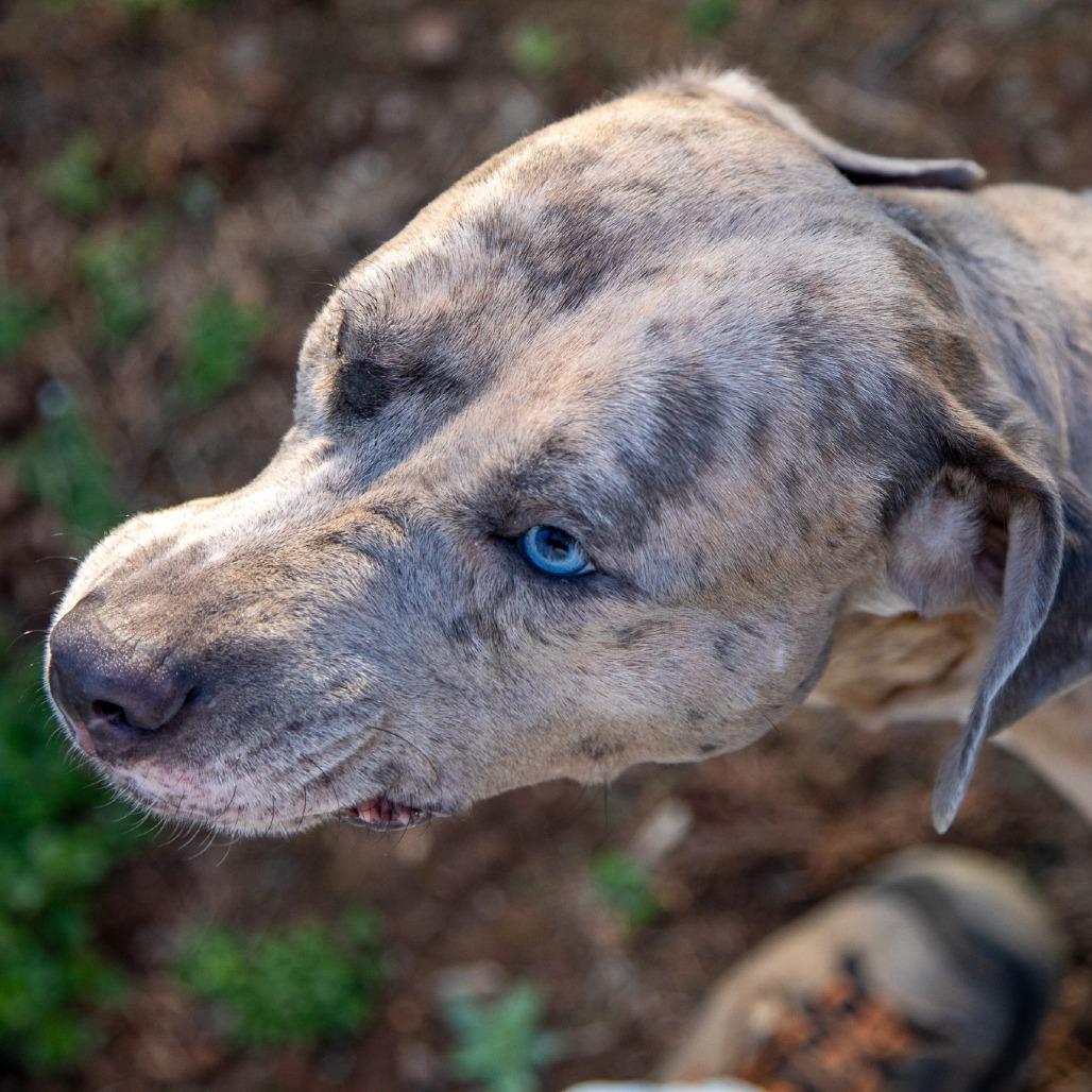 Enlarge Lainey, a Adoptable mixed breed in Fredericksburg, VA image 6/6