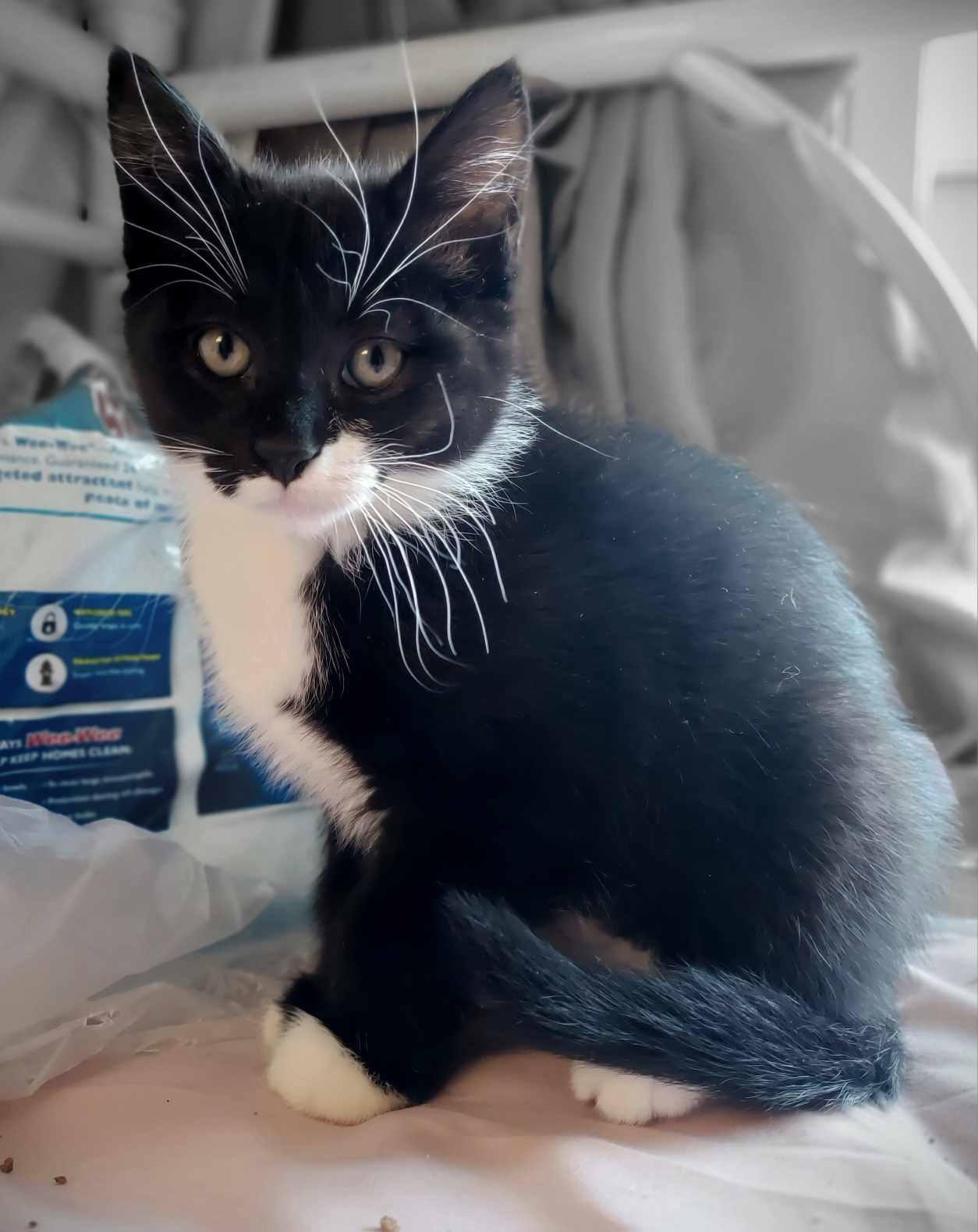 Tuxley, Adopted, Kitten Female American Shorthair.