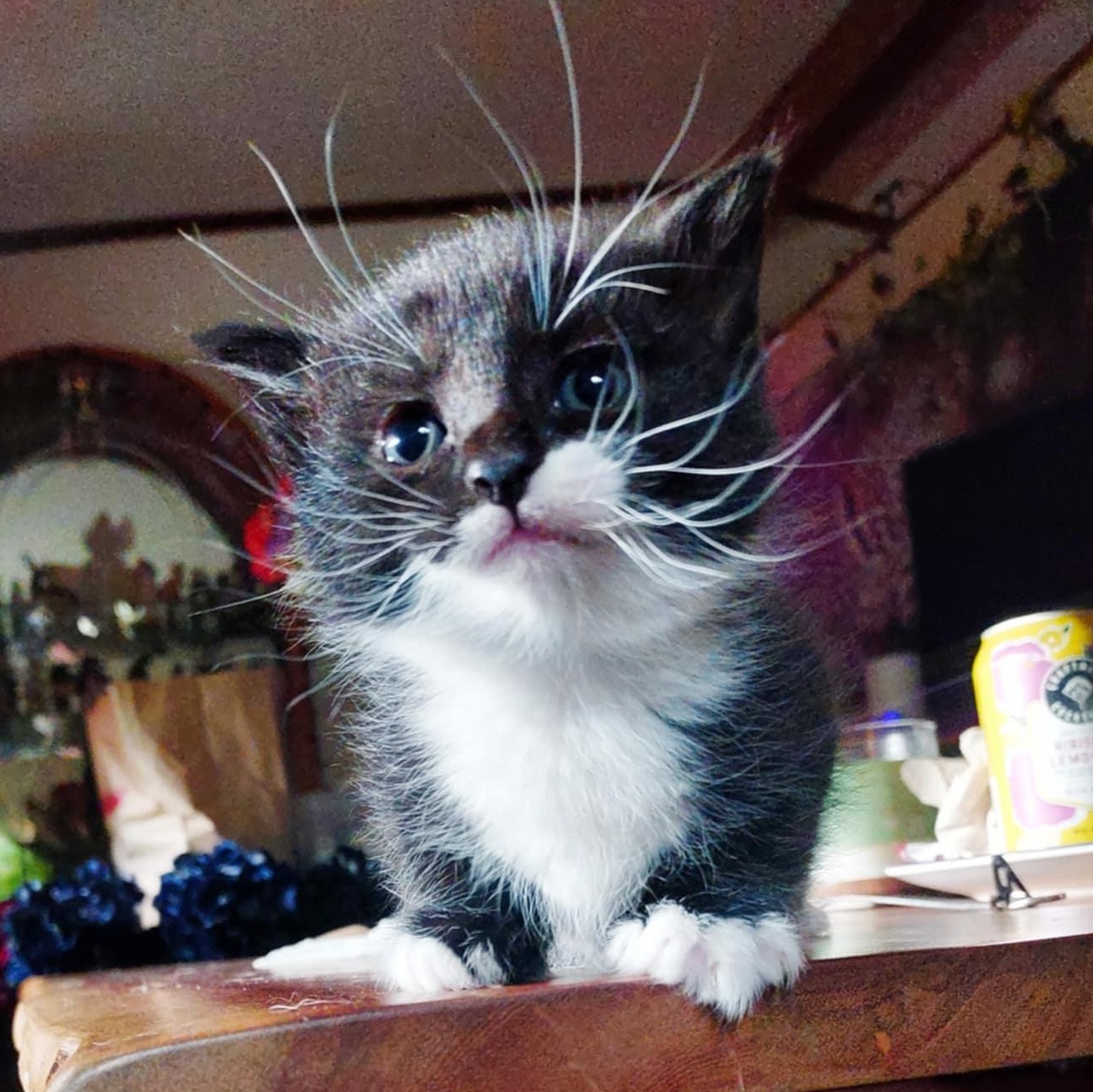 Enlarge Tuxley, a Adopted American Shorthair in West Linn, OR image 2/4