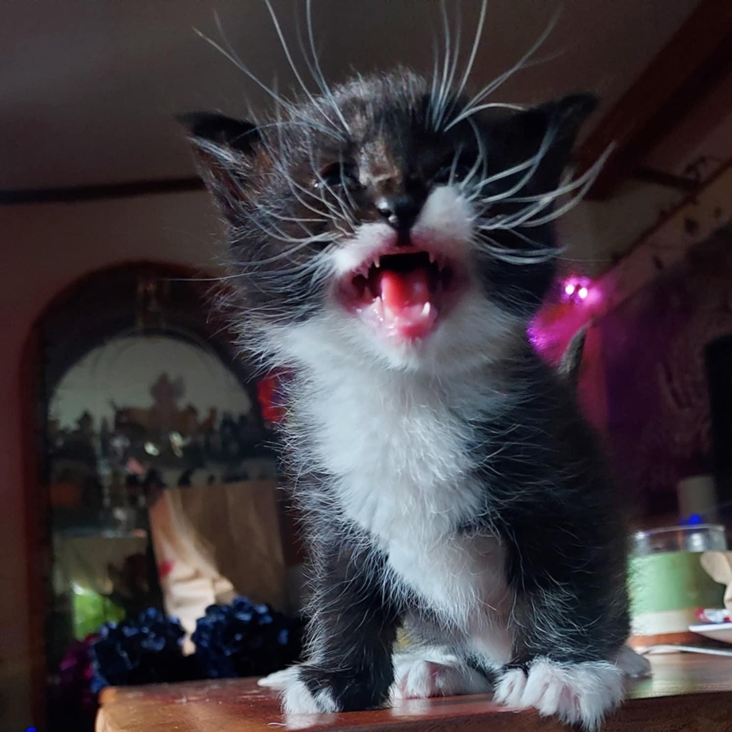 Enlarge Tuxley, a Adopted American Shorthair in West Linn, OR image 3/4