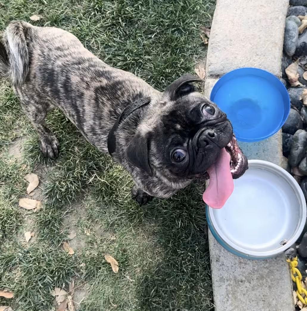 Enlarge Rebel, an adopted Pug in Yucca Valley, CA image 2/4