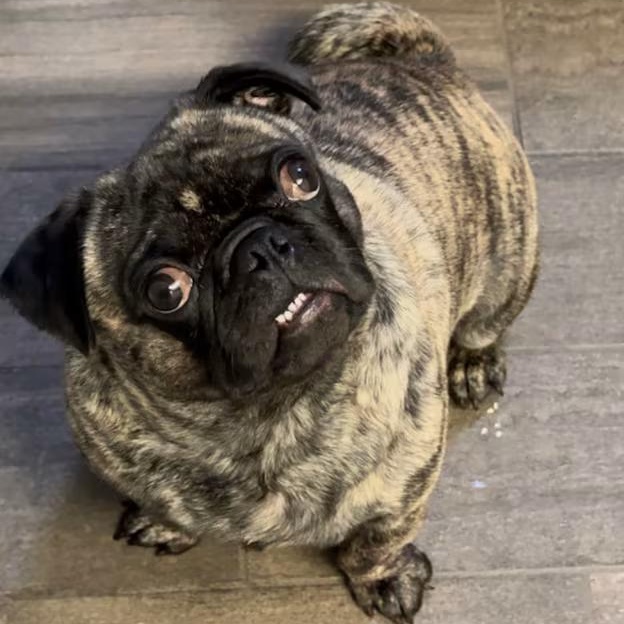 Enlarge Rebel, an adopted Pug in Yucca Valley, CA image 1/4