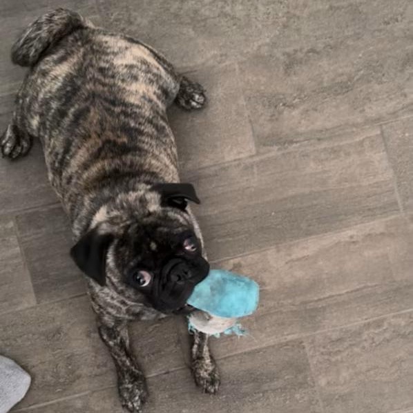 Enlarge Rebel, an adopted Pug in Yucca Valley, CA image 4/4