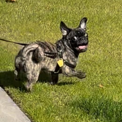 Enlarge Rebel, an adopted Pug in Yucca Valley, CA image 3/4