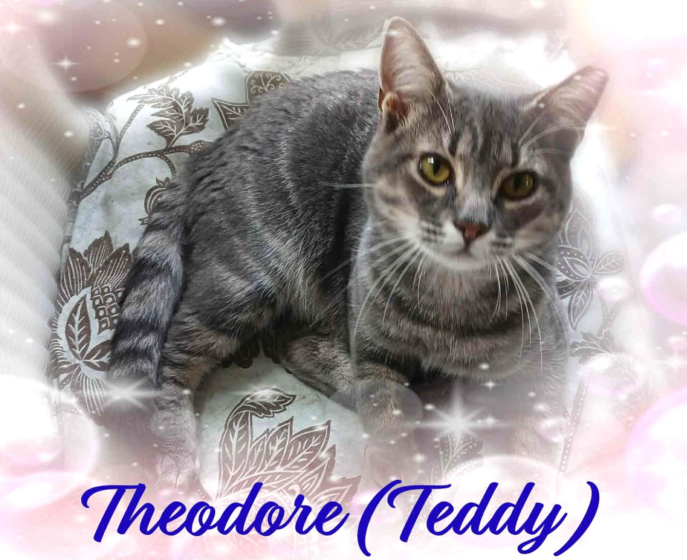 Enlarge Theodore (Teddy), a Adoptable Domestic Medium Hair in Charlotte, NC image 1/3