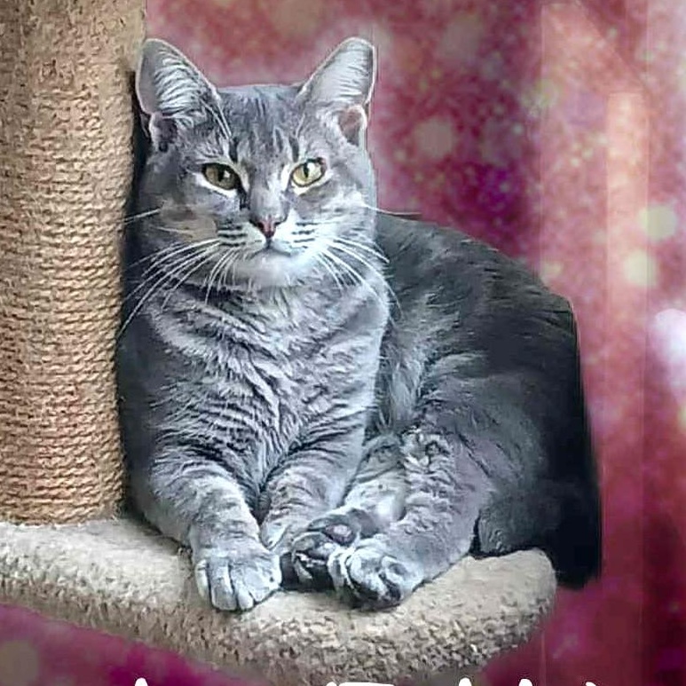 Theodore (Teddy), Adoptable, Young Male Domestic Medium Hair.