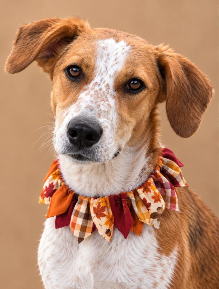 Luka - Will you kiss my freckles?, Adoptable, Puppy Male Labrador Retriever & Australian Cattle Dog / Blue Heeler.