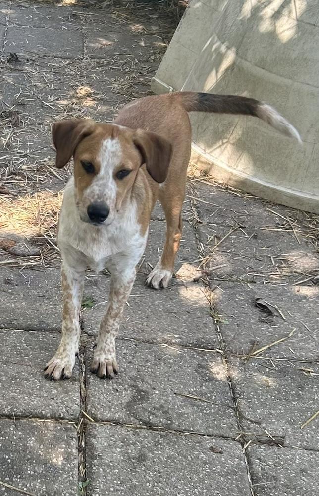 Enlarge Luka - Will you kiss my freckles?, a Adoptable mixed breed in Green Ridge, MO image 4/6