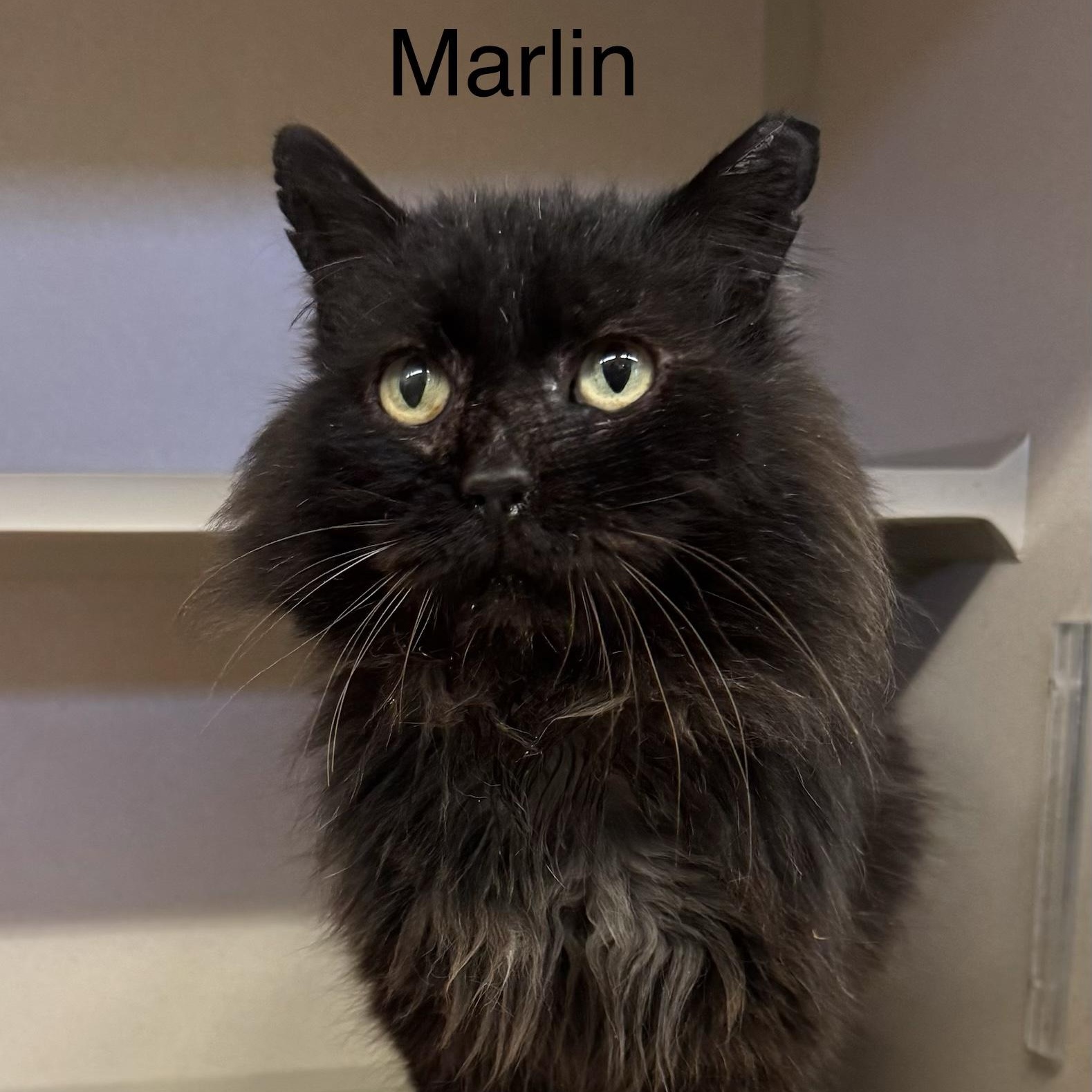 Marlin, ADOPTABLE, Senior Male Domestic Long Hair.