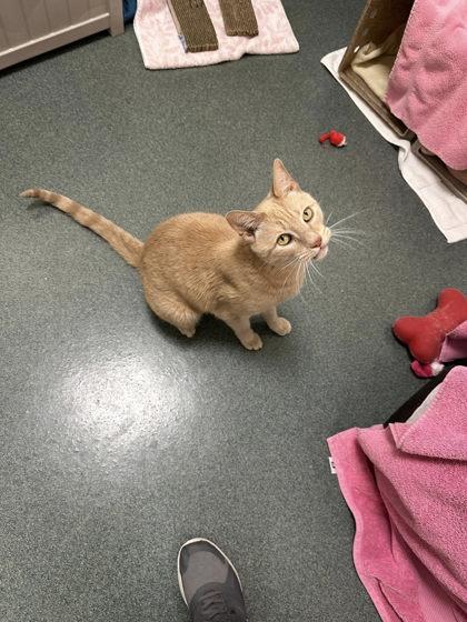 Enlarge Cheddar (& Blueberry), a Adoptable mixed breed in Fairfax, VA image 1/3