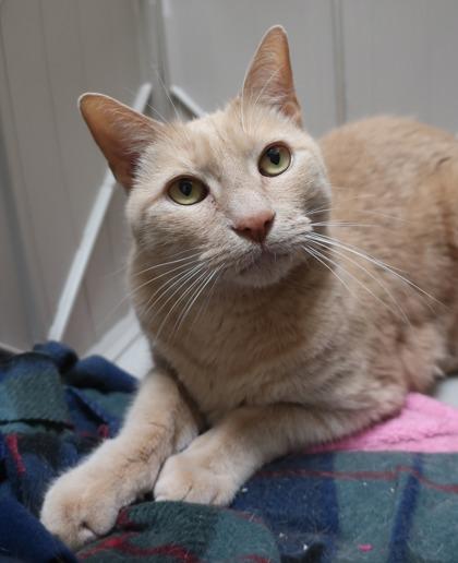 Enlarge Cheddar (& Blueberry), a Adoptable mixed breed in Fairfax, VA image 2/3