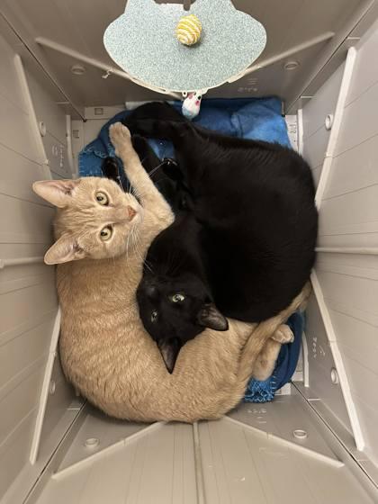 Enlarge Cheddar (& Blueberry), a Adoptable mixed breed in Fairfax, VA image 2/3