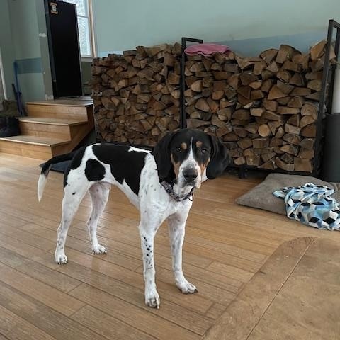 Enlarge Thornton, a Adopted Bluetick Coonhound in Mechanic Falls, ME image 3/3