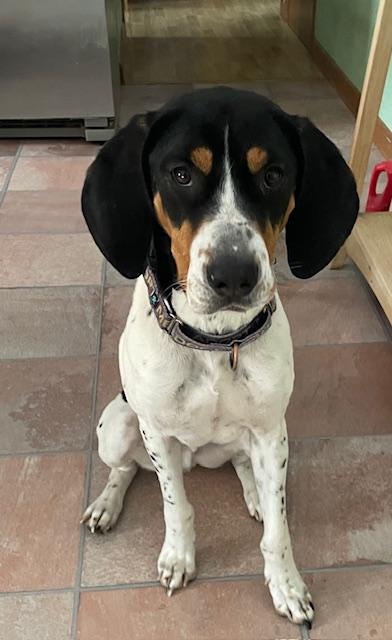 Enlarge Thornton, a Adopted Bluetick Coonhound in Mechanic Falls, ME image 2/3