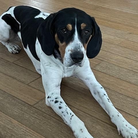 Thornton, Adopted, Young Male Bluetick Coonhound.