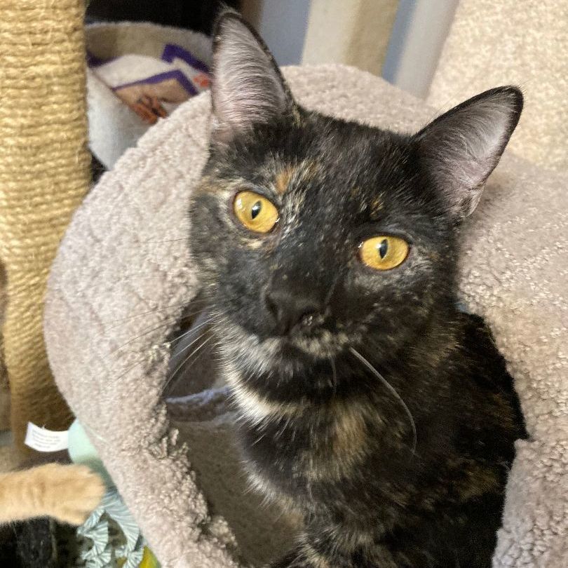 Enlarge ABIBA, a Adoptable mixed breed in Watkinsville, GA image 1/5