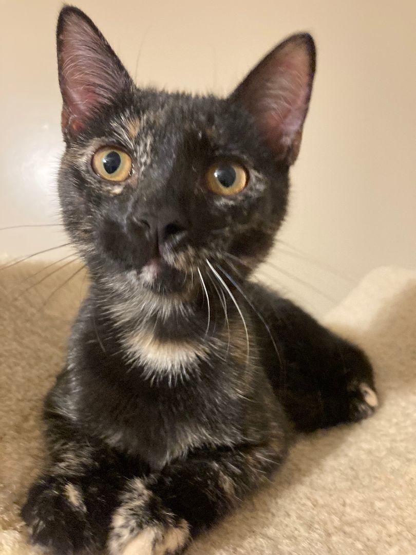 Enlarge ABIBA, a Adoptable mixed breed in Watkinsville, GA image 2/5