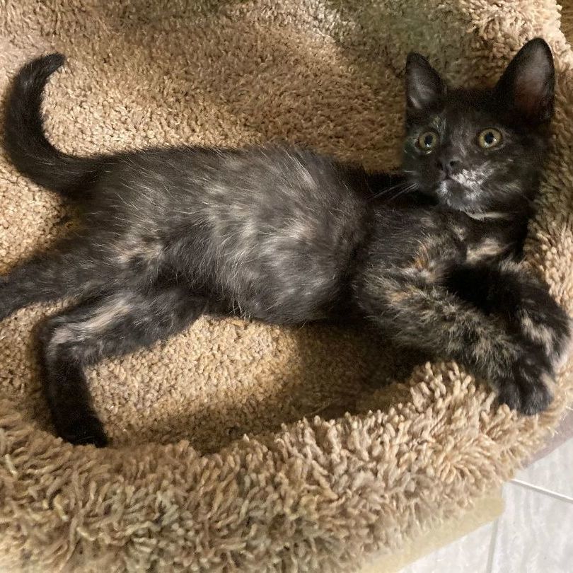 Enlarge ABIBA, a Adoptable mixed breed in Watkinsville, GA image 3/5