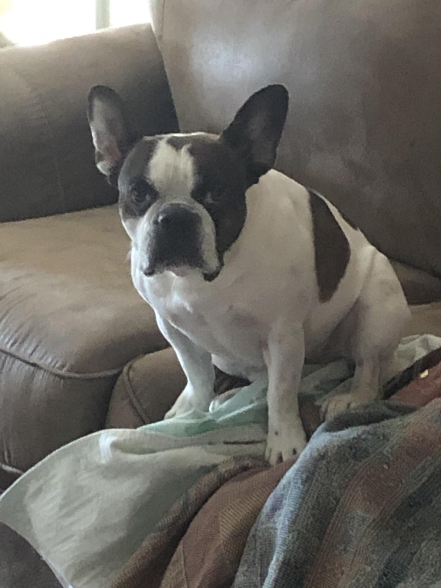 Enlarge Bella - **Courtesy Post**  Looking for a New Family!, a Adopted mixed breed in Quentin, PA image 1/1