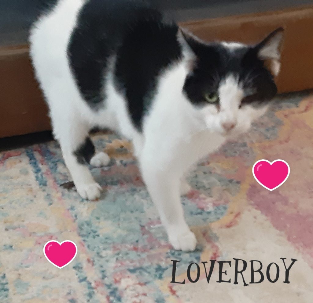 Loverboy