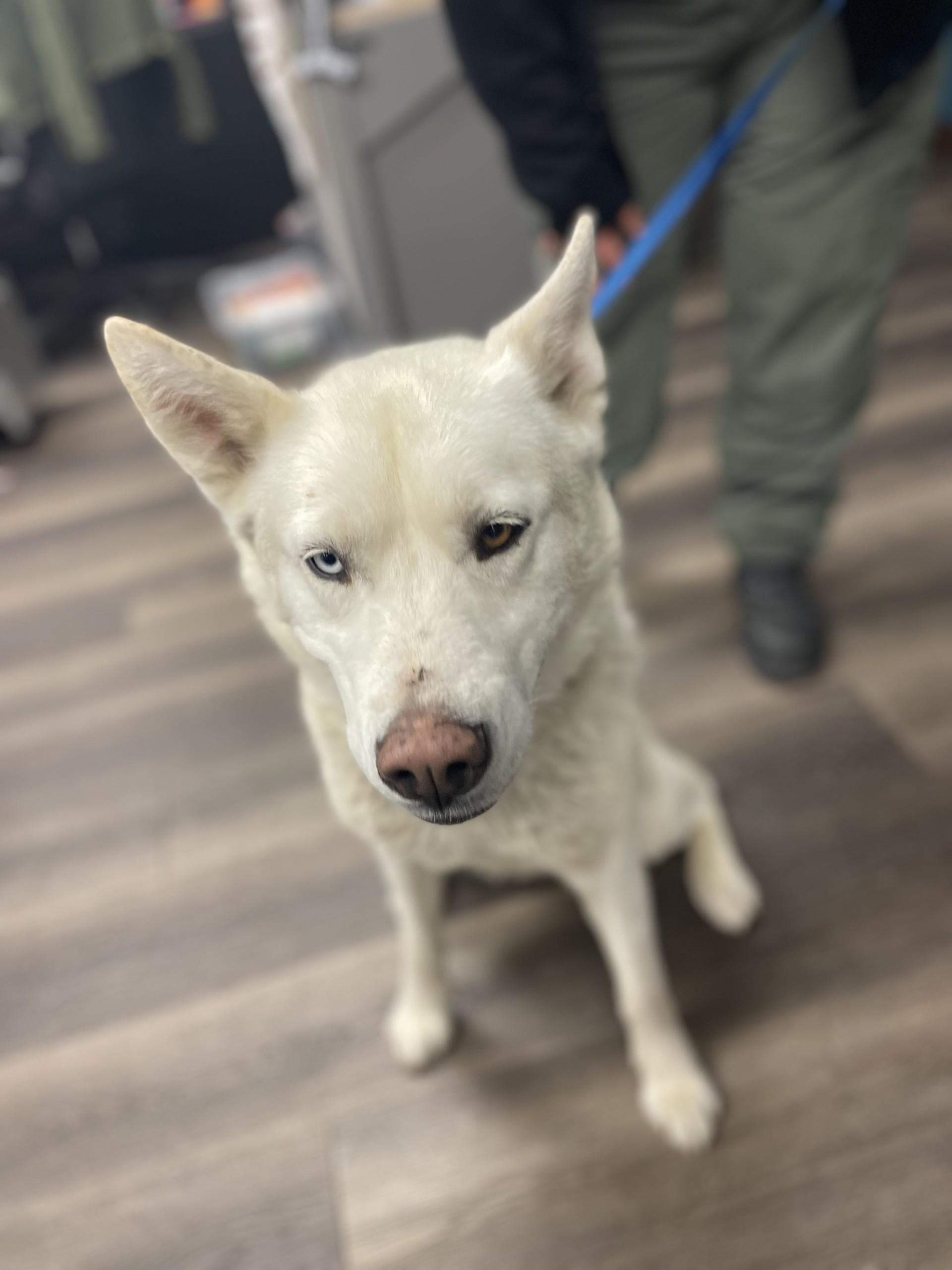 Bella #1710 (1011) ON HOLD UNTIL 11/06/25 ***MICROCHIPPED***