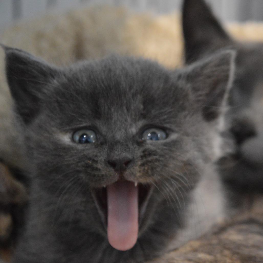 Moth, Adoptable, Kitten Female Domestic Short Hair.