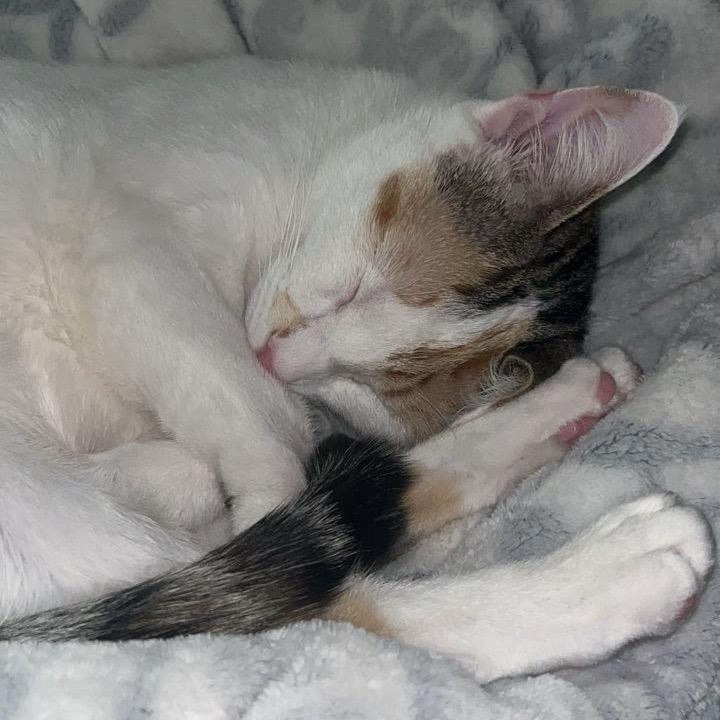 Harley- Bonded with Quinn, a Adoptable Domestic Short Hair in Greenfield, IN image 1/6