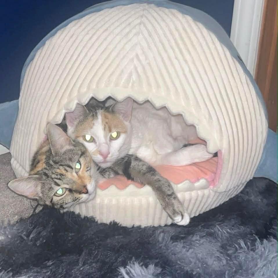 Harley- Bonded with Quinn, a Adoptable Domestic Short Hair in Greenfield, IN image 2/6